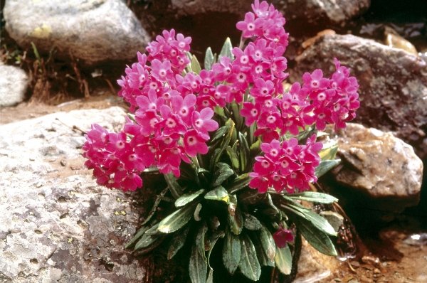 Smith''s Primrose (Primula atrodentata) (photo)  a 