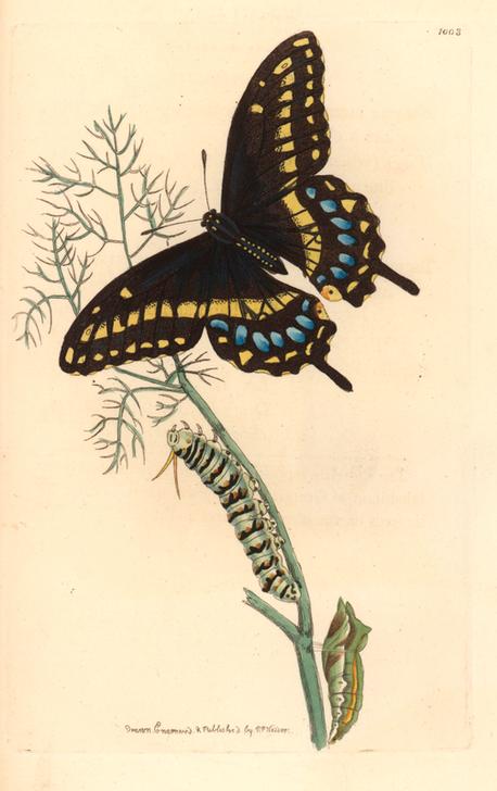 Spicebush swallowtail, Papilio troilus.  a 
