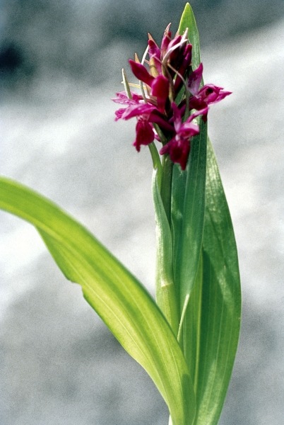 Spotted Heath Orchid (Dactylorrhiza hatagirea Orchis lalifolia) (photo)  a 