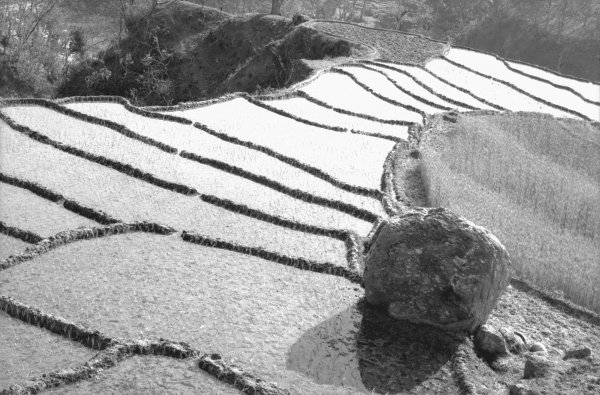 Step fields of rice, Eastern Nepal (b/w photo)  a 