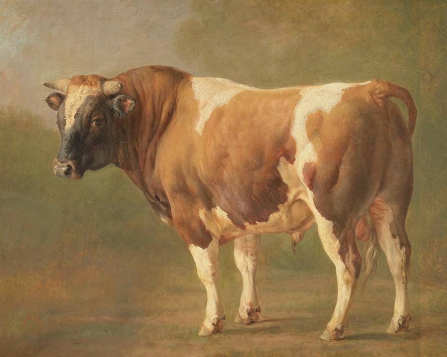Study of a Bull a 