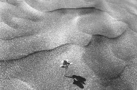 Shows desert plants (b/w photo) 