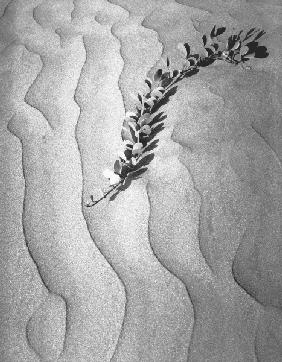 Shows desert plants (b/w photo) 