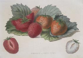 Strawberries / Colour Lithograph