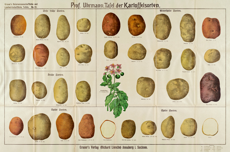 Tafel der Kartoffelsorten / Graser s a 