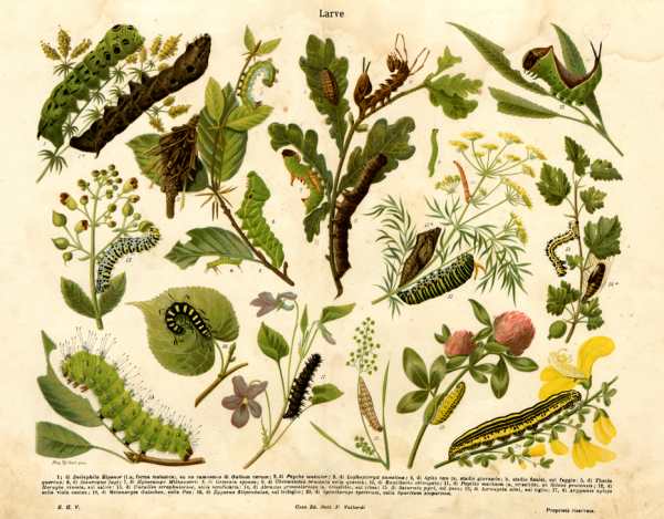 Table illustrating some insect larvae a 