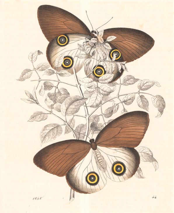 Taenaris urania butterfly (previously Papilio jairus) a 