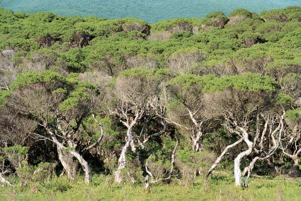 Tea trees, Wilson Promonotory (photo)  a 