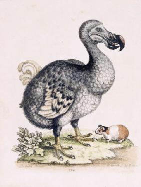 The Dodo