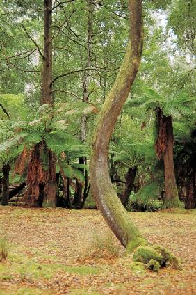 Tree ferns, Mt Field National Park (photo) 