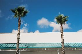Two straight palms and intersecting roof of shopping complex (photo) 