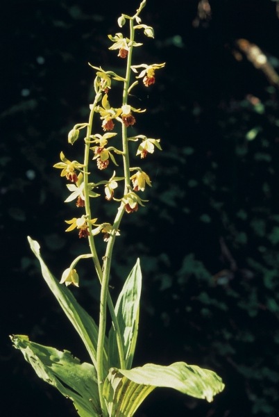 Three-Keeled Calanthe (Calanthe tricarinata) (photo)  a 