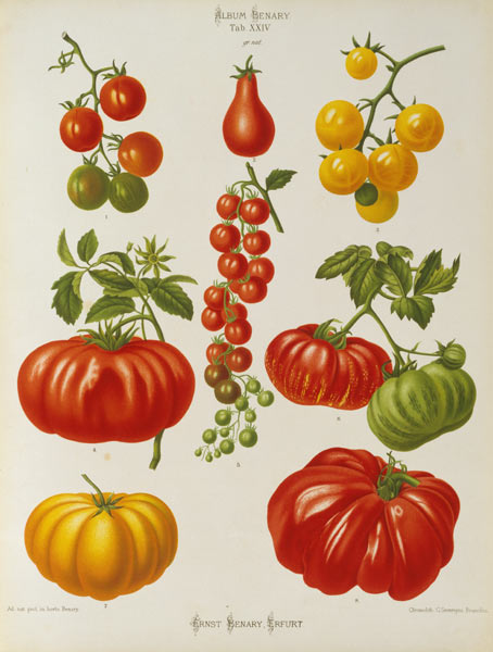 Tomatoes / Album Benary / Lithograph a 