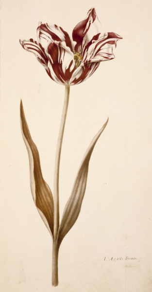 Tulip / Miniature by Nicolas Robert a 