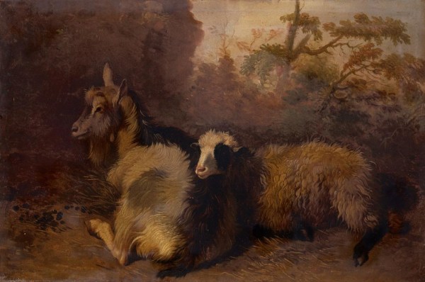 Two potted goats crouching. a 