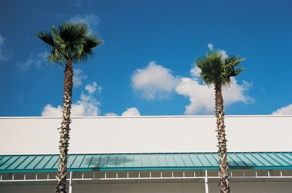 Two straight palms and intersecting roof of shopping complex (photo)  a 
