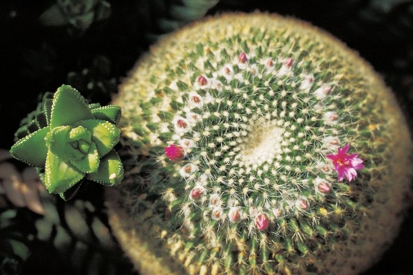 Unusual cactus formation with red flower (photo)  a 