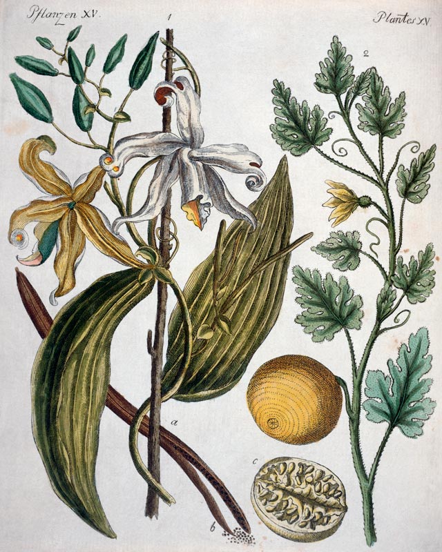 Vanilla and Coloquinth / Bertuch 1792 a 
