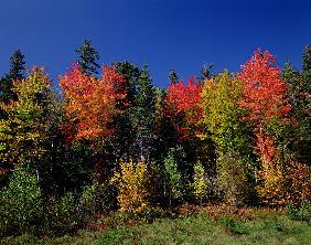 View in the Appalachian Mountains (photo) 