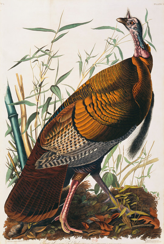 Wild Turkey, Male (Meleagris Gallopavo) From ''The Birds Of America'' By John James Audubon (1785-18 a 