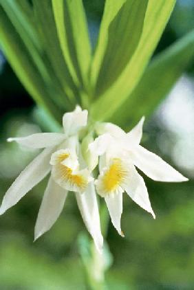 White Thunia (Thunia alba Phajus albus) (photo) 