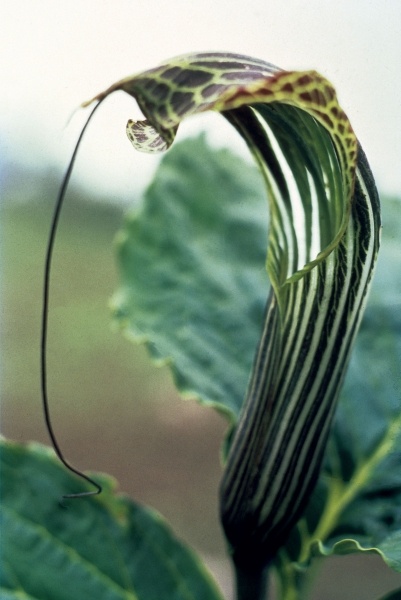 Wallich''s Snake Lily (Arisaema propinguum Schott) (photo)  a 