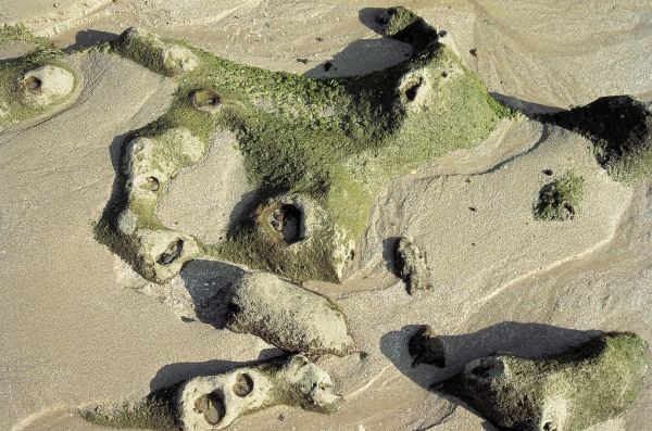 Weird rocks with holes partly covered with algae, Porbandar (photo)  a 