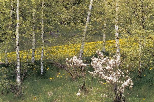 Wild flowers, Disentis (photo)  a 