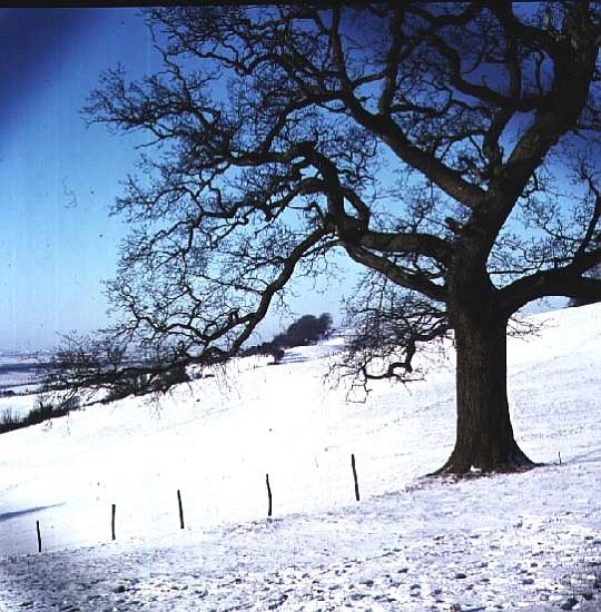 Winter landscape, Hockley Downs, Essex a 