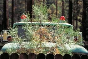 Young pine tree and parked behind game-warden''s four-wheeler with two red blinking lights (photo) 