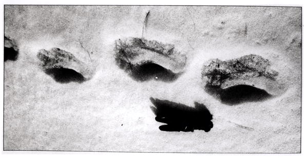 Yeti footprints in the snow (b/w photo)  a 