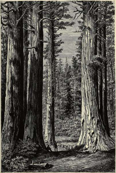 Yosemite National Park, Redwood trees a 