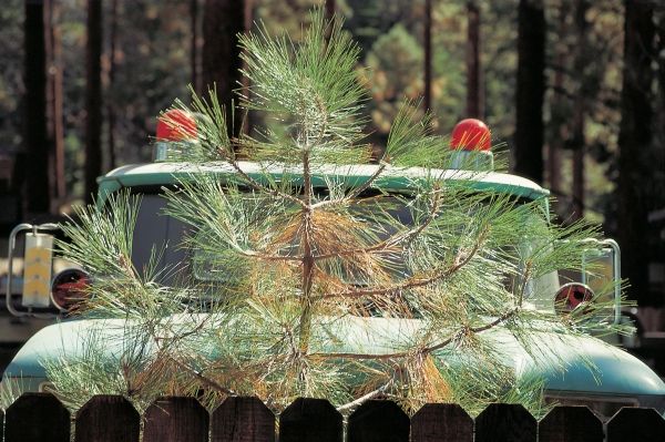 Young pine tree and parked behind game-warden''s four-wheeler with two red blinking lights (photo)  a 