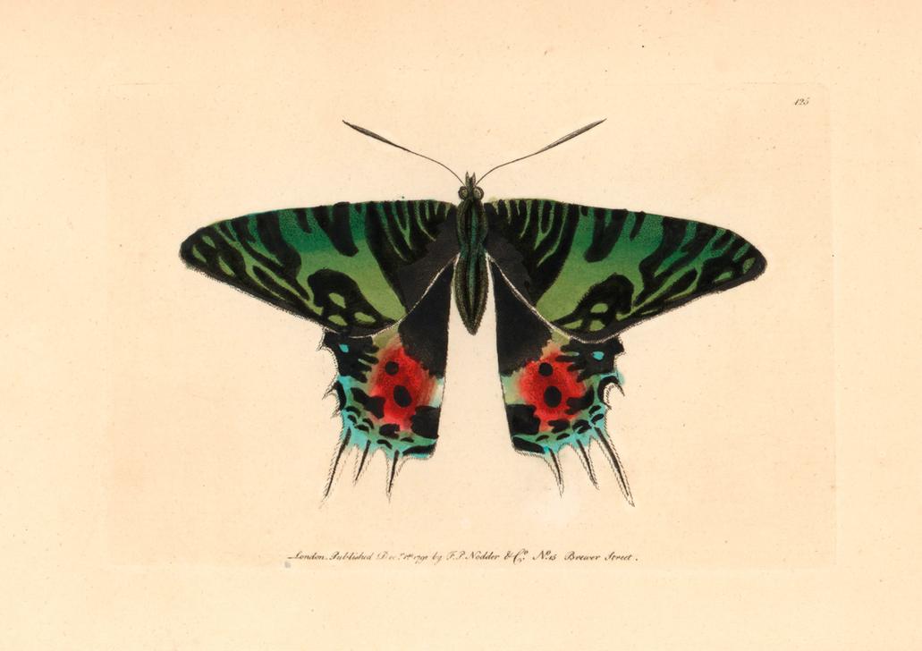 Zoology / Moths a 