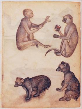 Two monkeys and two bears