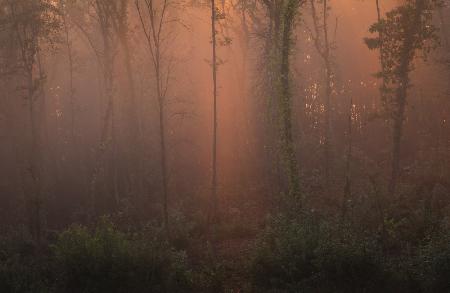Glowing morning forest