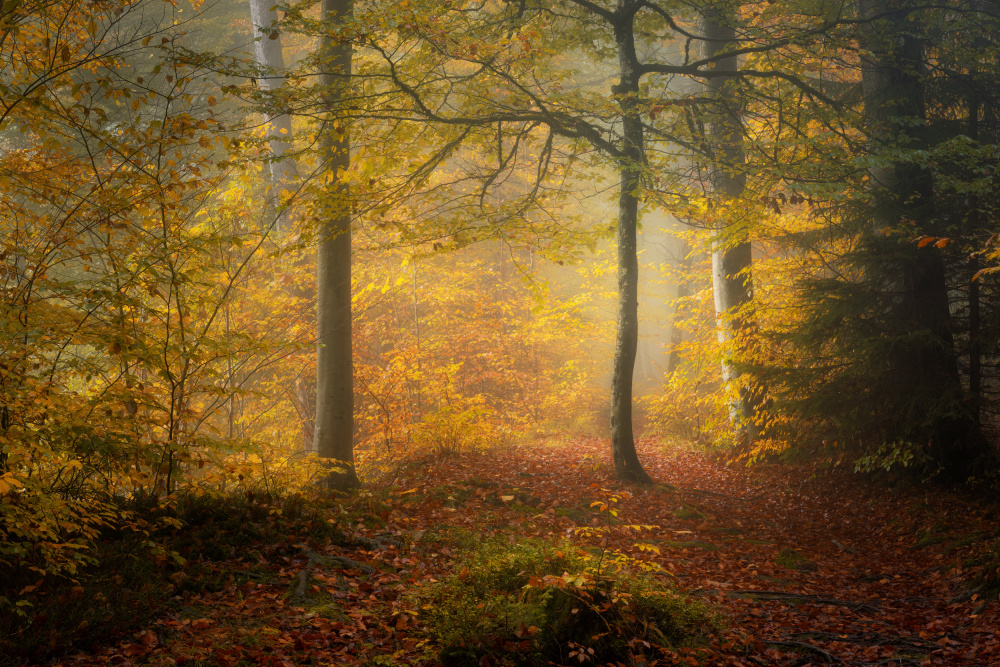 Autumn Trees a Norbert Maier