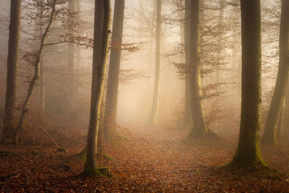 November Forest a Norbert Maier