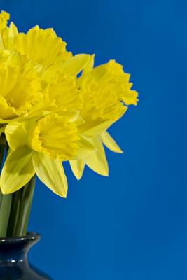 Daffodils a Norma Cornes