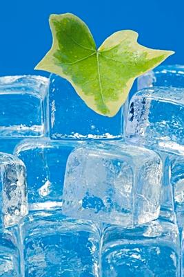 Ivy leaf and ice a Norma Cornes