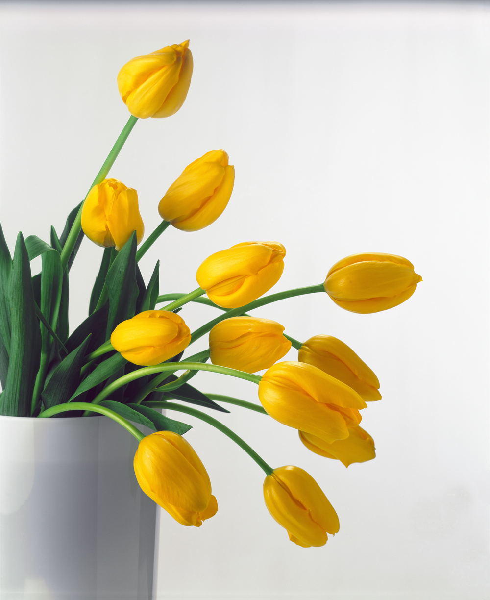 Yellow Tulips II, 1999 (colour photo)  a Norman  Hollands