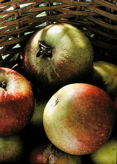 Cox''s apples in basket, 1994 (colour photo)  a Norman  Hollands