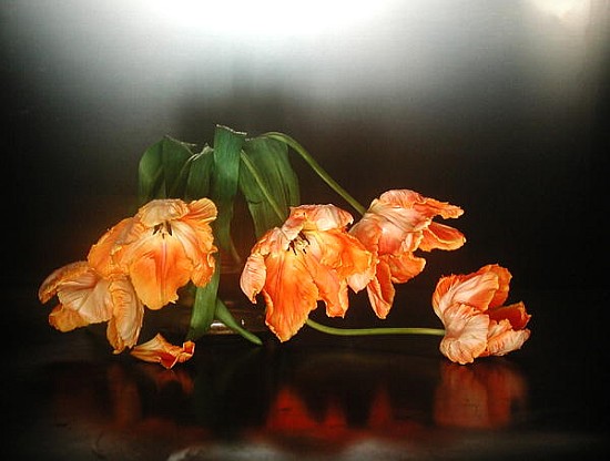 Drooping parrot tulips, 1990 (colour photo)  a Norman  Hollands