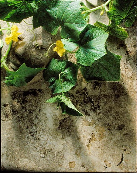 Mask & squash leaves, 1994 (colour photo)  a Norman  Hollands