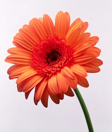 Orange flower, 1999 (colour photo)  a Norman  Hollands