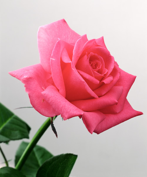 Pink Rose, 2005 (colour photo)  a Norman  Hollands