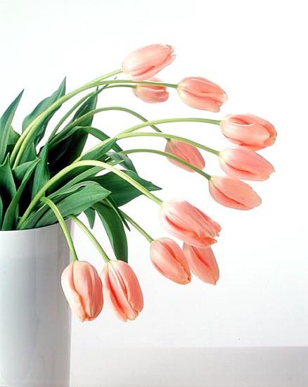 Pink Tulips, 1999 (colour photo)  a Norman  Hollands