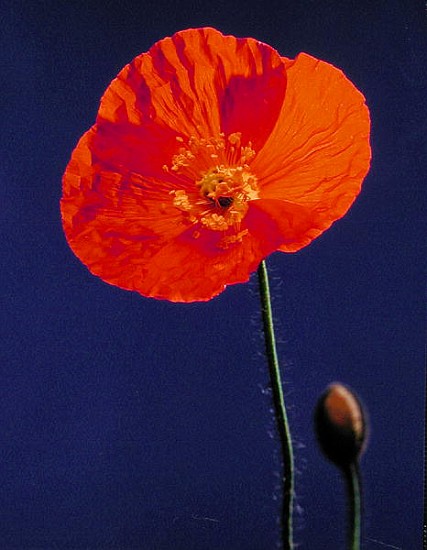 Poppy, 1996 (colour photo)  a Norman  Hollands