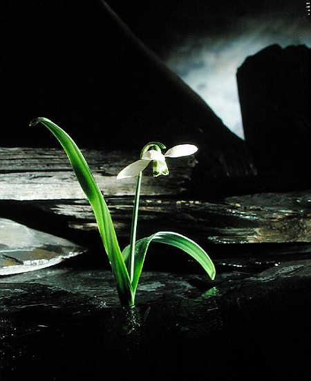 Snowdrop / Slate, 1995 (colour photo)  a Norman  Hollands