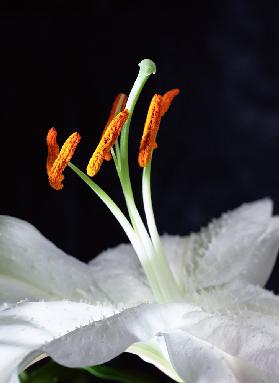 Lily Stamens